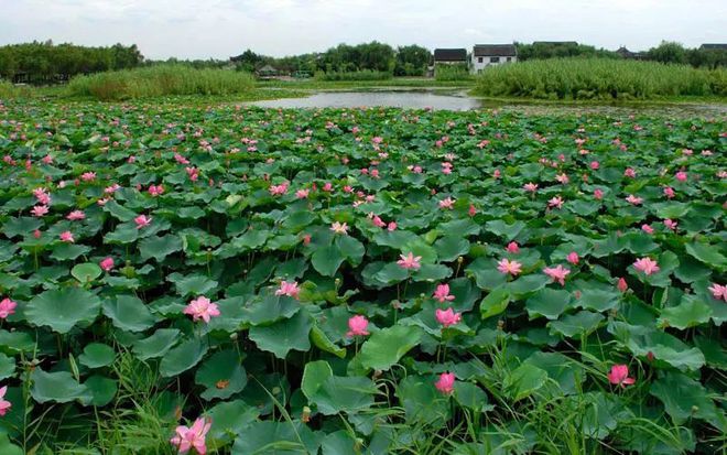 春色莫辜負(fù),常熟兩大景點(diǎn),沙家浜VS尚湖,哪個(gè)更值得一去?