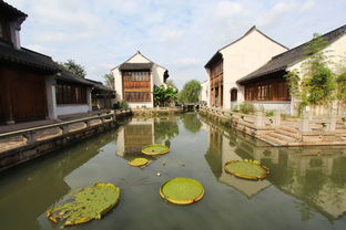 秋風(fēng)起蟹腳癢，陽(yáng)澄湖沙家浜兩日尋味游